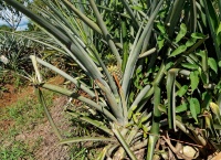 CostaRica - ananas 0471